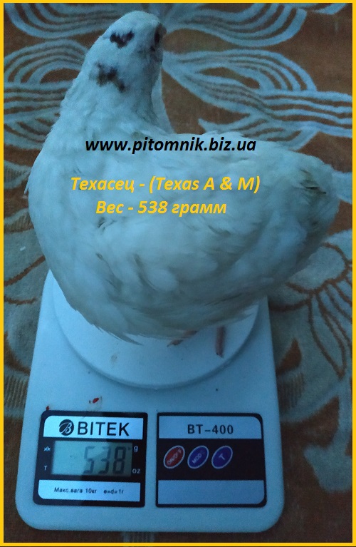 Фото 4. Яйца инкубационные порода Техасский белый - бройлер (США)