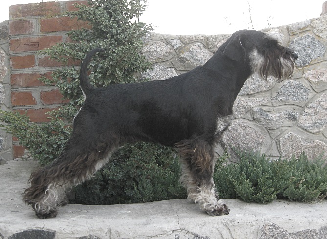 Фото 3. Цвергшнауцер, щенки черные с серебром