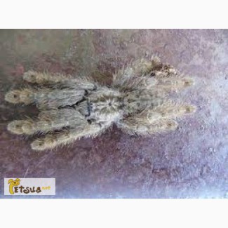 Продам паука-птицееда Hetroscodra Maculata 6L