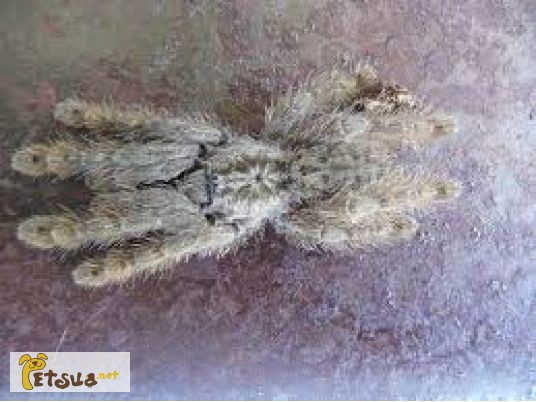Фото 1/1. Продам паука-птицееда Hetroscodra Maculata 6L
