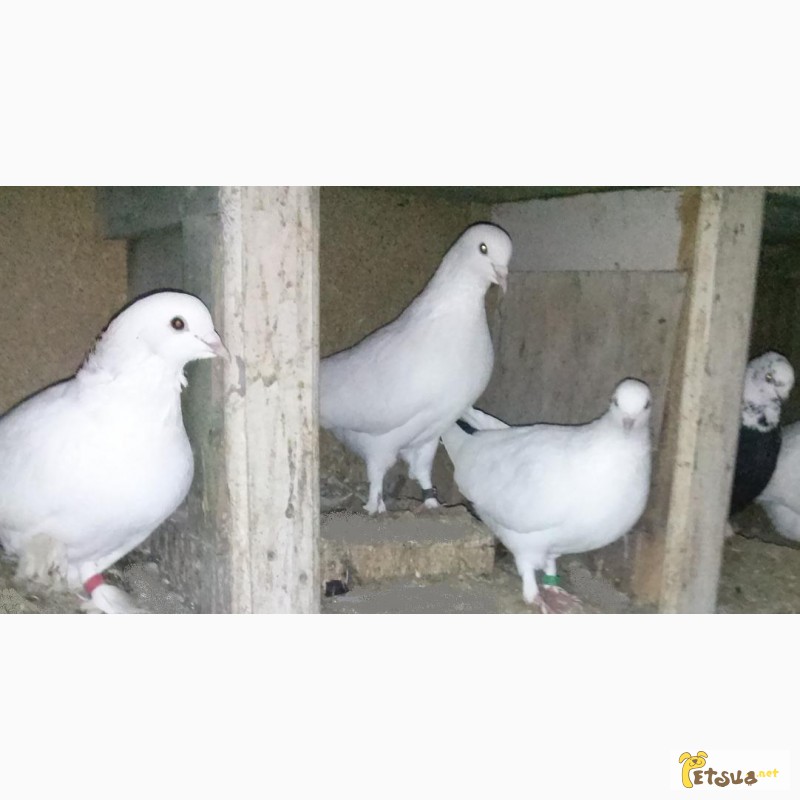 Фото 1/3. Бакинские бойные голуби