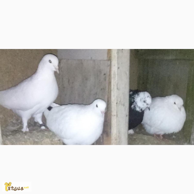 Фото 2/3. Бакинские бойные голуби
