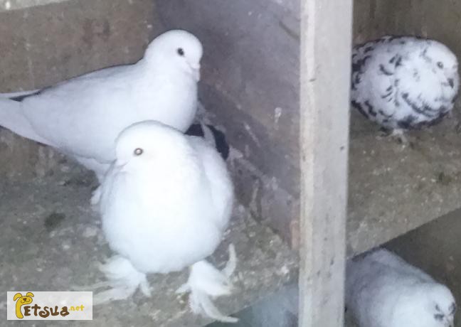 Фото 3. Бакинские бойные голуби