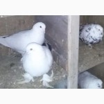 Бакинские бойные голуби