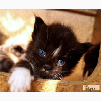 Мейн-кун котята-мальчики окрас черный с белым, Херсон, питомник