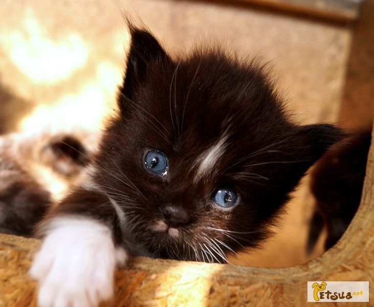 Фото 1/1. Мейн-кун котята-мальчики окрас черный с белым, Херсон, питомник