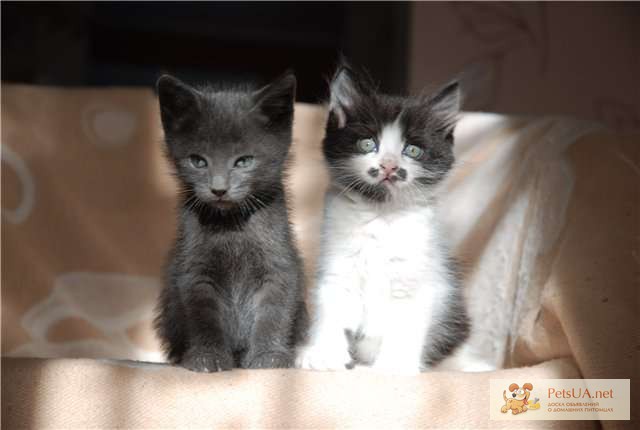 Два милых котенка ищут семью, Харьковская обл — PetsUA