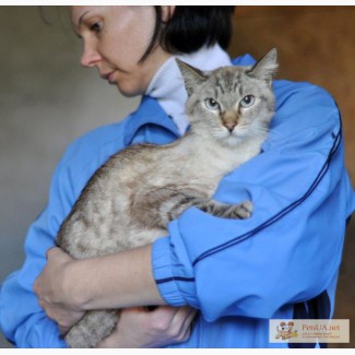Отдается в хорошие руки метис тайского кота красавец Сильвестр.