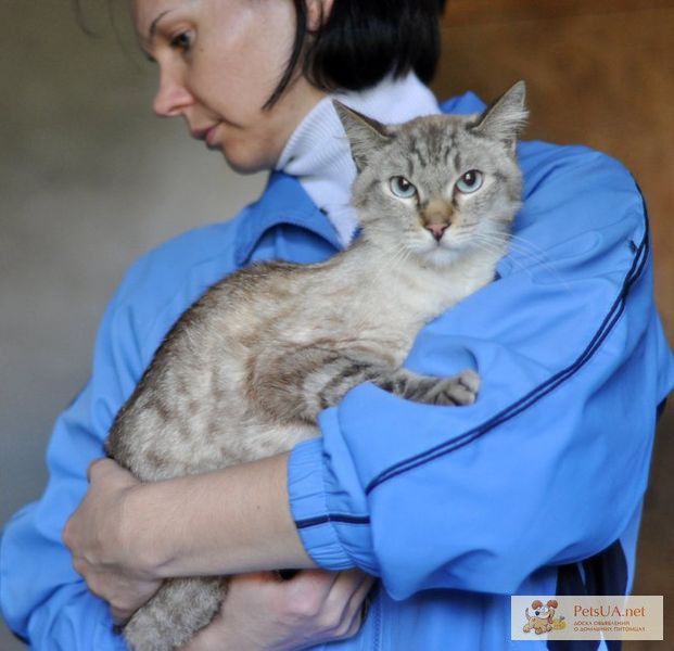 Фото 1/1. Отдается в хорошие руки метис тайского кота красавец Сильвестр.