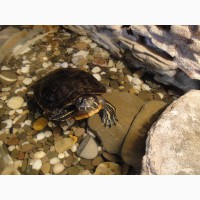 Красноухая Черепаха (водная черепаха)