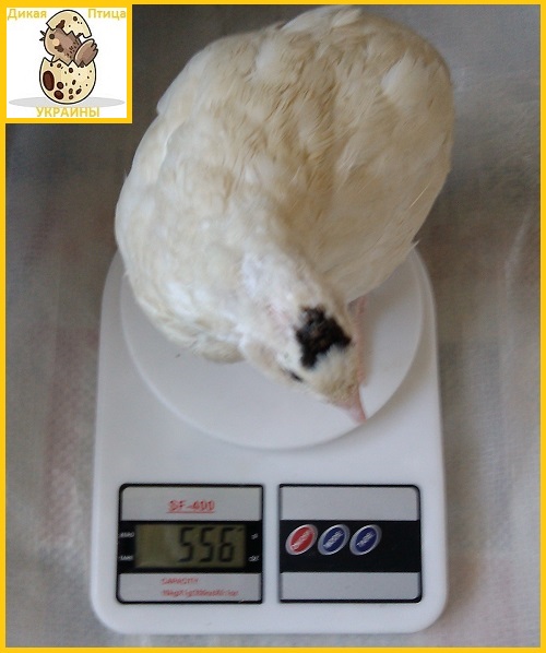 Фото 2. Яйцо перепелиное инкубационное породы Техасский белый - супер бройлер (США)
