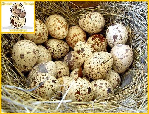 Фото 4. Яйцо перепелиное инкубационное породы Техасский белый - супер бройлер (США)
