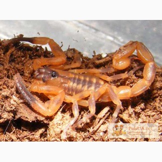 Скорпион Babycurus jacksoni, B.jacksoni