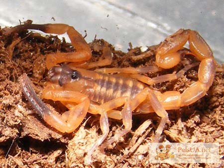 Скорпион Babycurus jacksoni, B.jacksoni