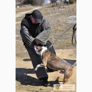Профессиональная дрессировка собак в Севастополе и окрестностях.