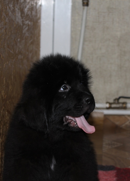 Фото 2/2. Высокопородный щенок ньюфаундленда, мальчик черного окраса