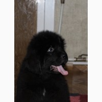 Высокопородный щенок ньюфаундленда, мальчик черного окраса