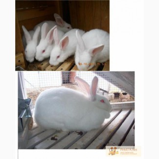 Продам кролі породи Термонська біла
