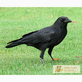 Черный ворон (Corvus corax)