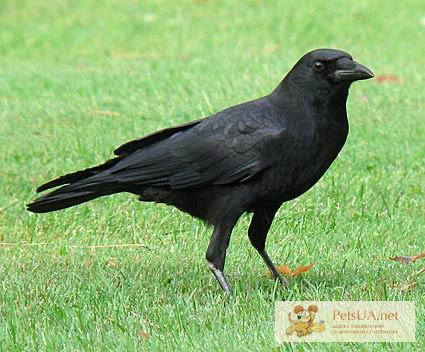 Фото 1/1. Черный ворон (Corvus corax)