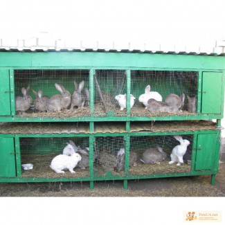 Продажа кроликов акселератов