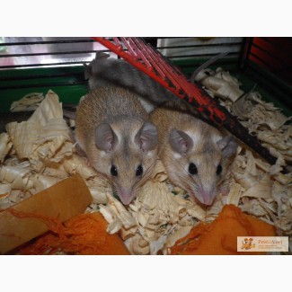 Акомисы ( игольчатые мышки )