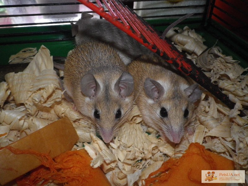 Акомисы ( игольчатые мышки )
