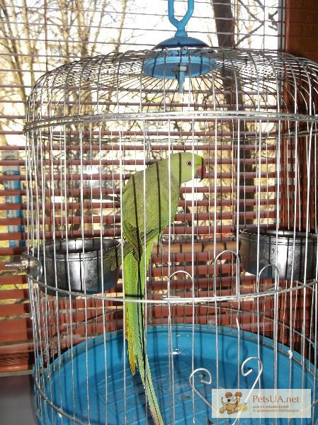 Фото 1/1. Продам ожерелового попугая с клеткой