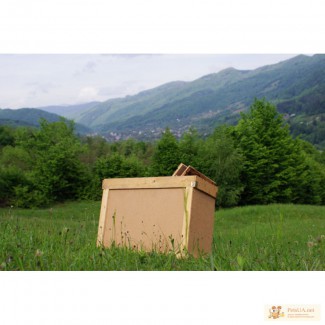 Продам пчелопакеты карпатских пчел с высокогорных пасек Раховского района