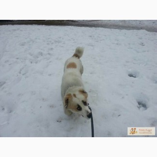 Пропала собака - алабай в голосеевском районе