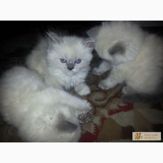 Продам персидских котят сиамского окраса