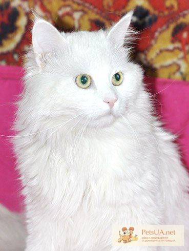 Фото 1/1. Ангорский котик белый 1, 5г.