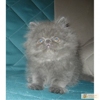 Пепельный персидский котенок