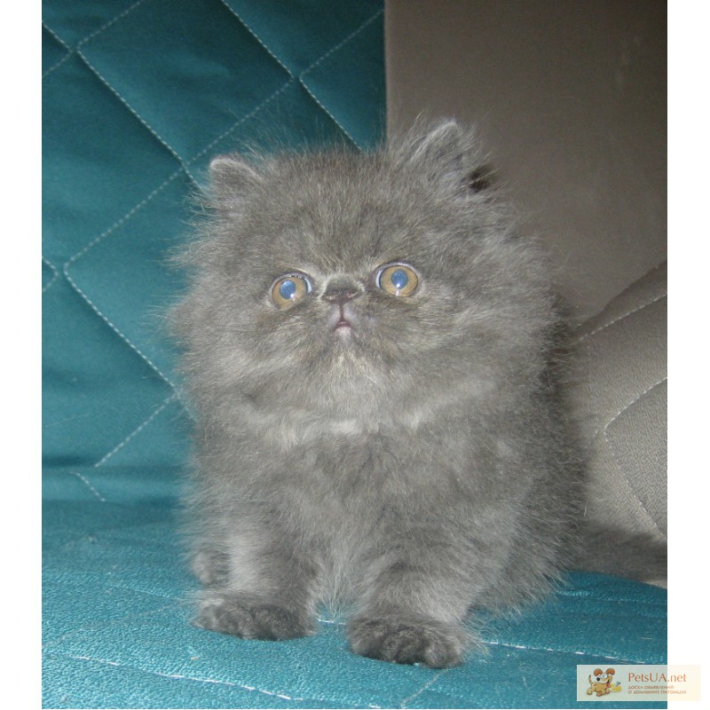 Персидский кот фото серый дымчатый