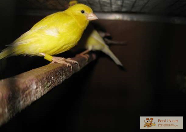 Фото 2. Канарейки , Питомник декоративной птицы