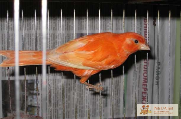 Фото 3. Канарейки , Питомник декоративной птицы