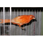 Канарейки , Питомник декоративной птицы