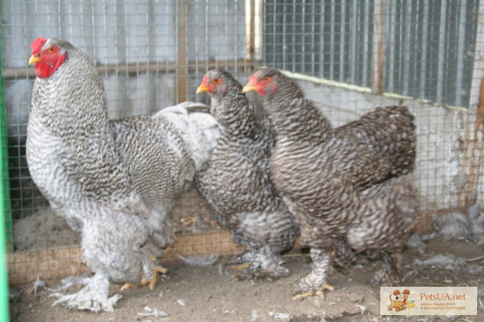 Цыплята, куры - Брама светлая, полосатая, палево - голубая