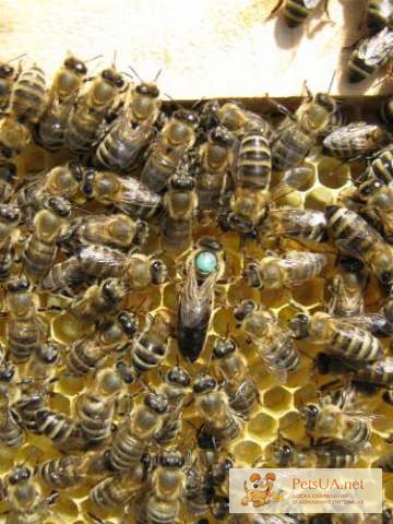 Фото 1/1. Пчёлы.Пчелиные плодные (меченые) матки. Карпатка.