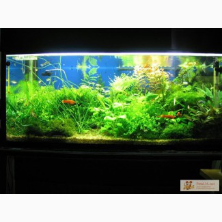 Продам аквариум-травник на 200 литров с живностью и оборудованием