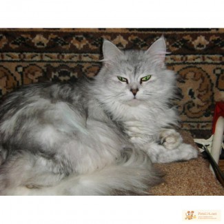 Персидская шиншилла, кошка