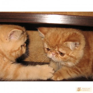 Огненные котята экзоты: мальчики и девочка окраса красный мрамор
