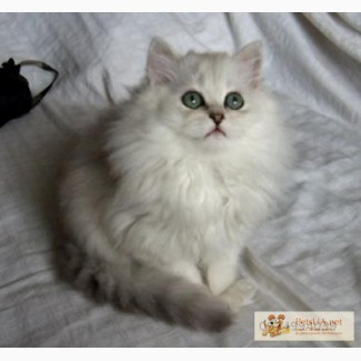 Зеленоглазый котенок перская шиншилла серебристая