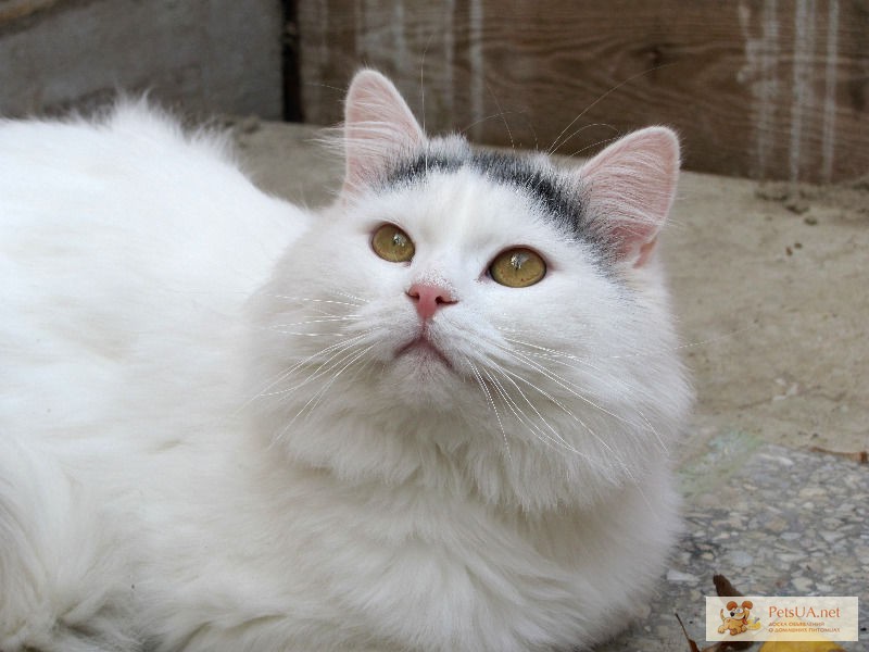 Фото 1/1. Метис ангорского ,кот 2 кота.