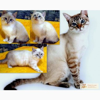Тайский котёнок – мальчик, редкого окраса-линкс-пойнт 2,5 мес