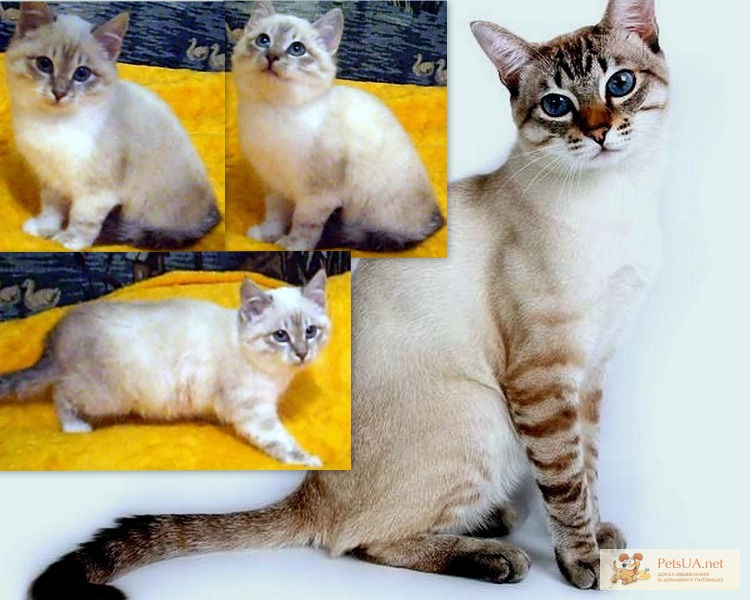 Тайский котёнок – мальчик, редкого окраса-линкс-пойнт 2,5 мес