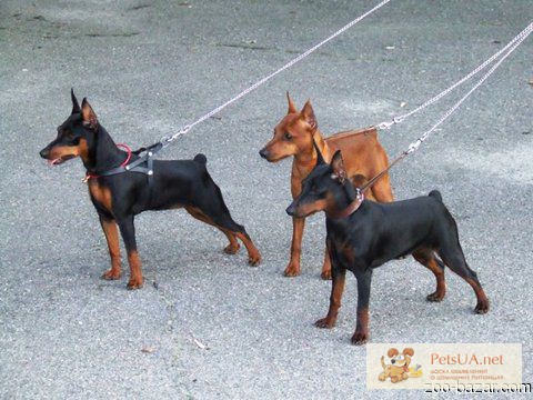 Питомник FCI-КСУ Черная Линия предлагает высокопородных щенков Цвергпинчера.