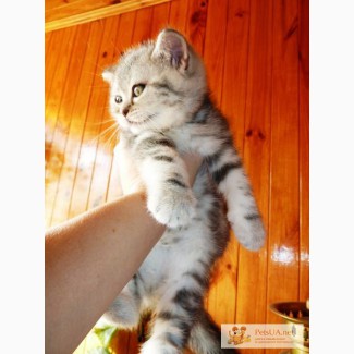 Шотландский котенок, голубой мрамор на серебре. Фото и видео.