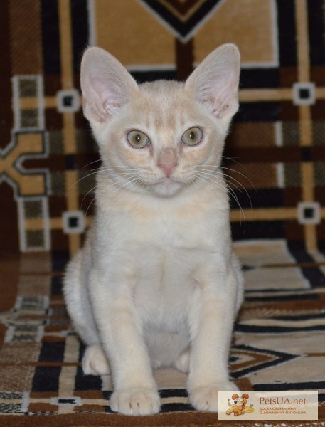 Фото 1/1. Бурманский котенок Бурма