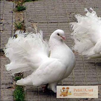 Фото 1/1. Продам белых больших почтовых голубей